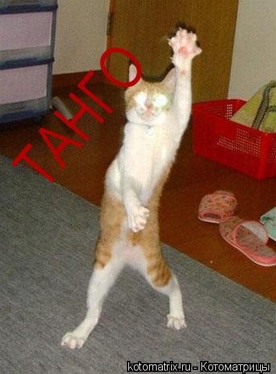Котоматрица: ТАНГО