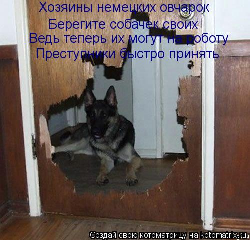 Котоматрица: Хозяины немецких овчарок  Берегите собачек своих Ведь теперь их могут на роботу Преступники быстро принять