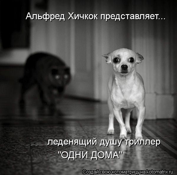 Котоматрица: Альфред Хичкок представляет... леденящий душу триллер "ОДНИ ДОМА"