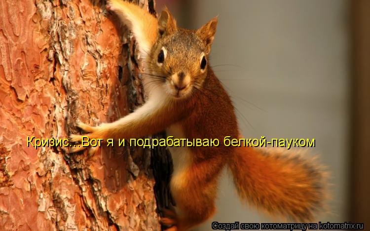 Кризис...Вот я и подрабатываю белкой-пауком... Котоматрица: Кризис...Вот я и подрабатываю белкой-пауком
