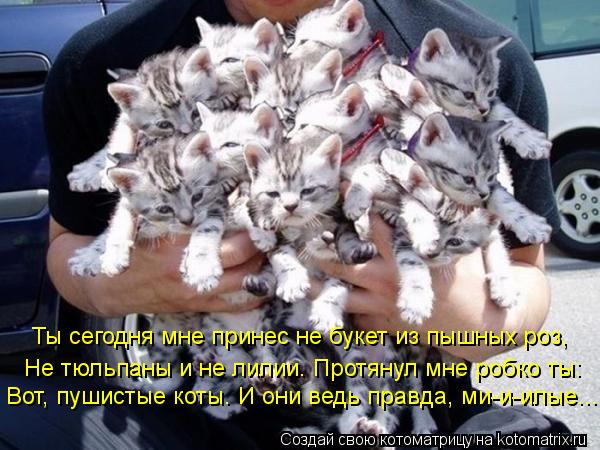 Котоматрица: Ты сегодня мне принес не букет из пышных роз, Не тюльпаны и не лилии. Протянул мне робко ты: Вот, пушистые коты. И они ведь правда, ми-и-илые....