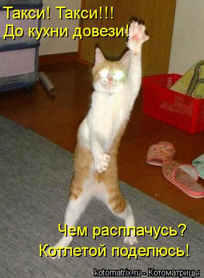 Котоматрица: Такси! Такси!!! До кухни довези! Чем расплачусь? Котлетой поделюсь!