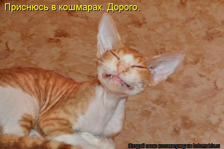 Котоматрица: Приснюсь в кошмарах. Дорого.