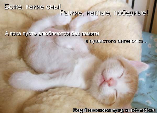 Котоматрица: Рыжие, наглые, победные! Боже, какие сны! А пока пусть влюбляются без памяти  в пушистого ангелочка...