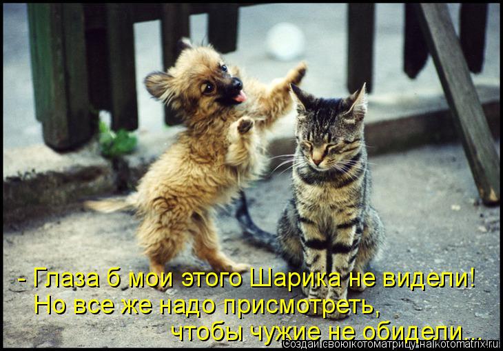 - Глаза б мои этого Шарика не видели! Но все же надо присмотреть, чтобы чужие не обидели...... Котоматрица: - Глаза б мои этого Шарика не видели! Но все же надо присмотреть, чтобы чужие не обидели...