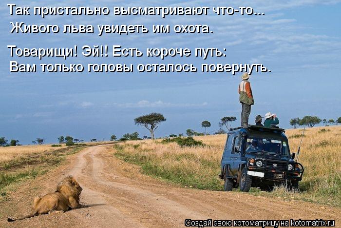 Так пристально высматривают что-то... Вам только головы осталось повернуть. Товарищи! Эй!! Есть короч... Котоматрица: Так пристально высматривают что-то... Вам только головы осталось повернуть. Товарищи! Эй!! Есть короче путь: Живого льва увидеть им охота.