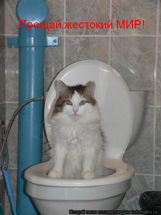 Котоматрица: Прощай жестокий МИР!