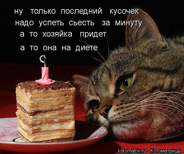 Котоматрица: ну   только  последний   кусочек надо  успеть  сьесть   за  минуту   а  то  хозяйка   придет  а  то  она  на  диете