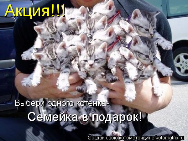 Акция!!! Выбери одного котёнка- Семейка в подарок!... Котоматрица: Акция!!! Выбери одного котёнка- Семейка в подарок!