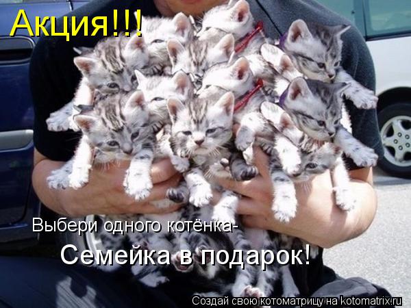 Котоматрица: Акция!!! Выбери одного котёнка- Семейка в подарок!