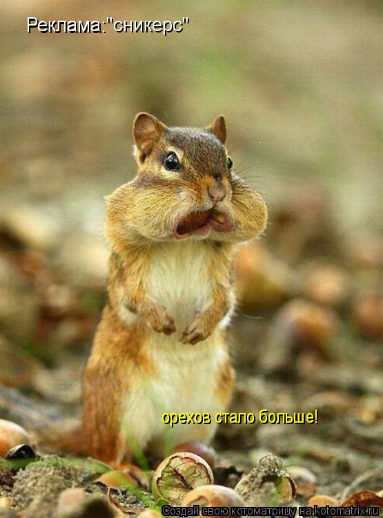 Котоматрица: Реклама: Реклама "сникерс" орехов стало больше! орехов стало больше!