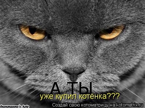 Котоматрица: А ТЫ А ТЫ уже купил котёнка???