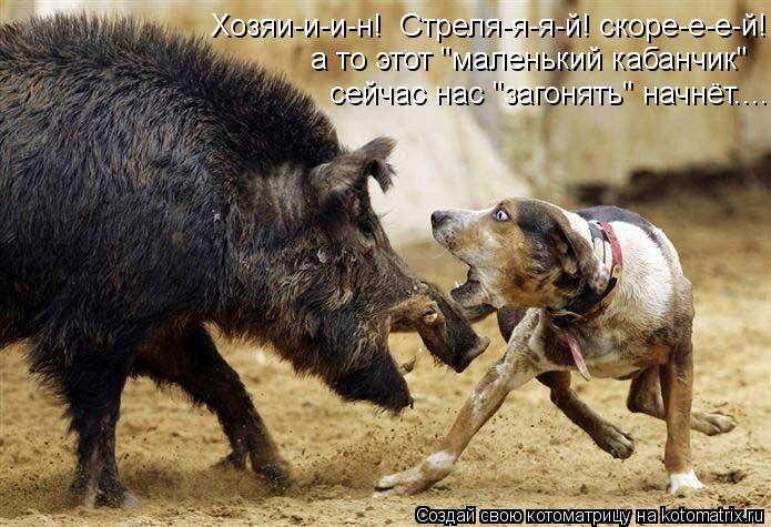 Котоматрица: Хозяи-и-и-н!  Стреля-я-я-й! скоре-е-е-й! а то этот "маленький кабанчик" сейчас нас "загонять" начнёт......