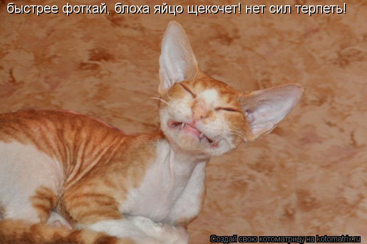 Котоматрица: быстрее фоткай, блоха яйцо щекочет! нет сил терпеть!