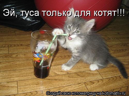 Котоматрица: Эй, туса только для котят!!! Эй, туса только для котят!!! Эй, туса только для котят!!!