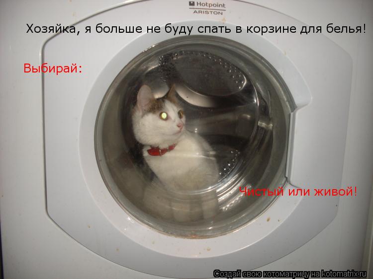 Котоматрица: Хозяйка, я больше не буду спать в корзине для белья! Выбирай: Чистый или живой!