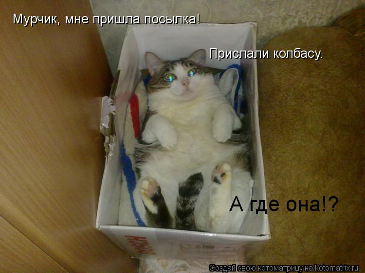 Котоматрица: Мурчик, мне пришла посылка! Прислали колбасу.  А где она!?