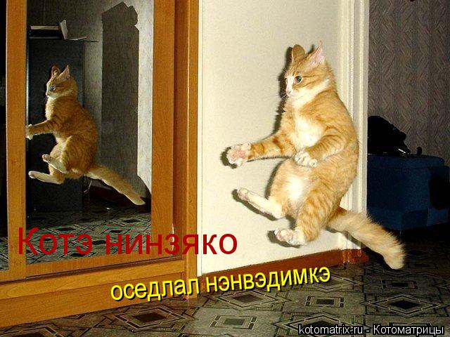 Котоматрица: Котэ нинзяко оседлал нэнвэдимкэ