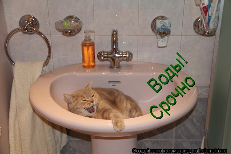 Котоматрица: Воды! Срочно