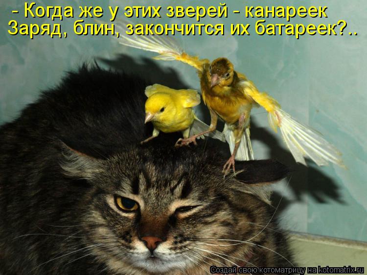 Котоматрица: - Когда же у этих зверей - канареек Заряд, блин, закончится их батареек?..