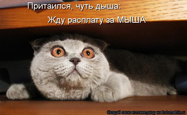 Котоматрица: Жду расплату за МЫША Притаился, чуть дыша: