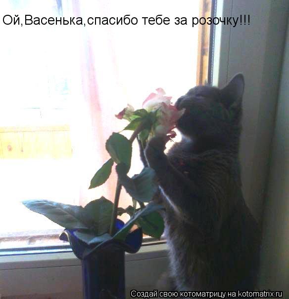 Котоматрица: Ой,Васенька,спасибо тебе за розочку!!!
