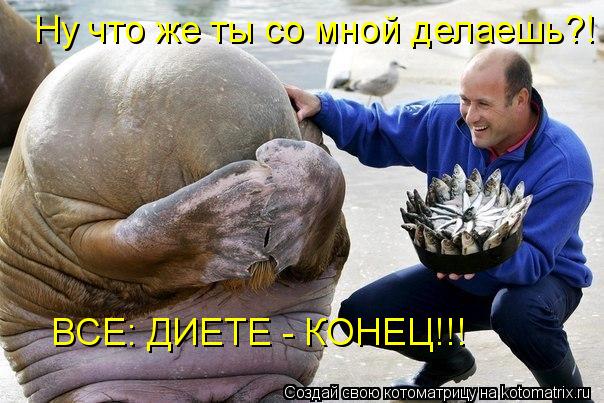 Котоматрица: Ну что же ты со мной делаешь?! ВСЕ: ДИЕТЕ - КОНЕЦ!!!