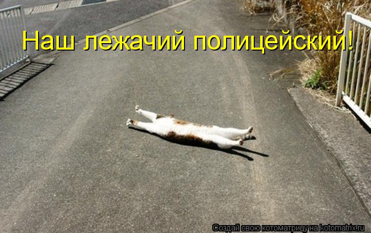 Котоматрица: Наш лежачий полицейский!