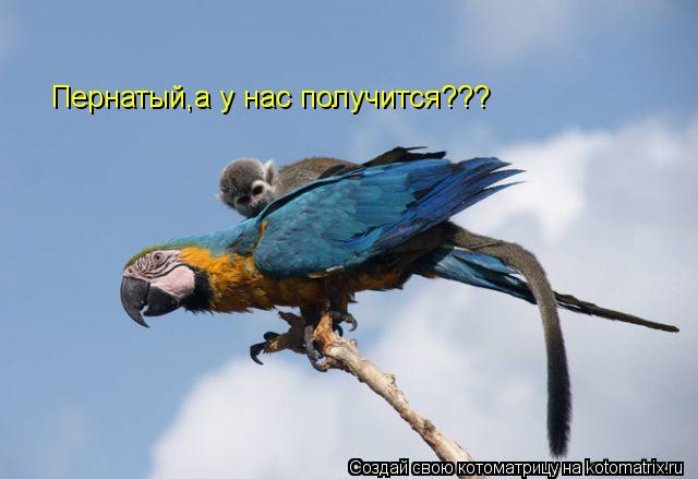 Котоматрица: Пернатый,а у нас получится???