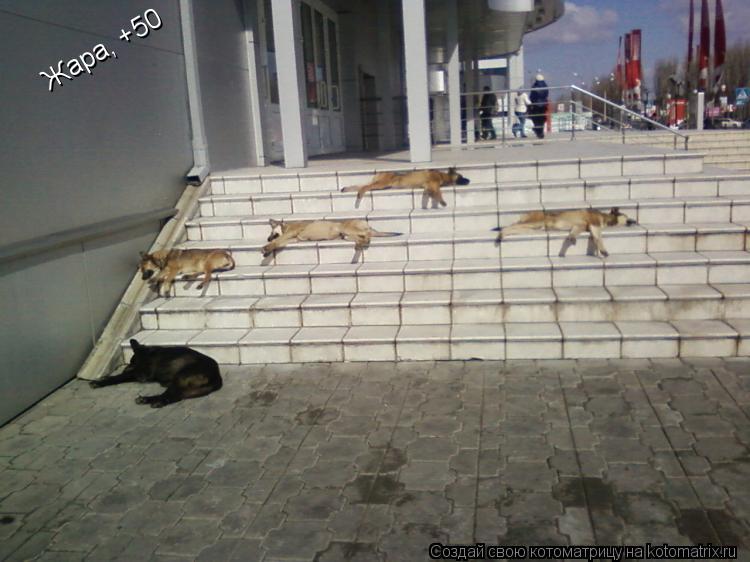 Котоматрица: Жара, +50