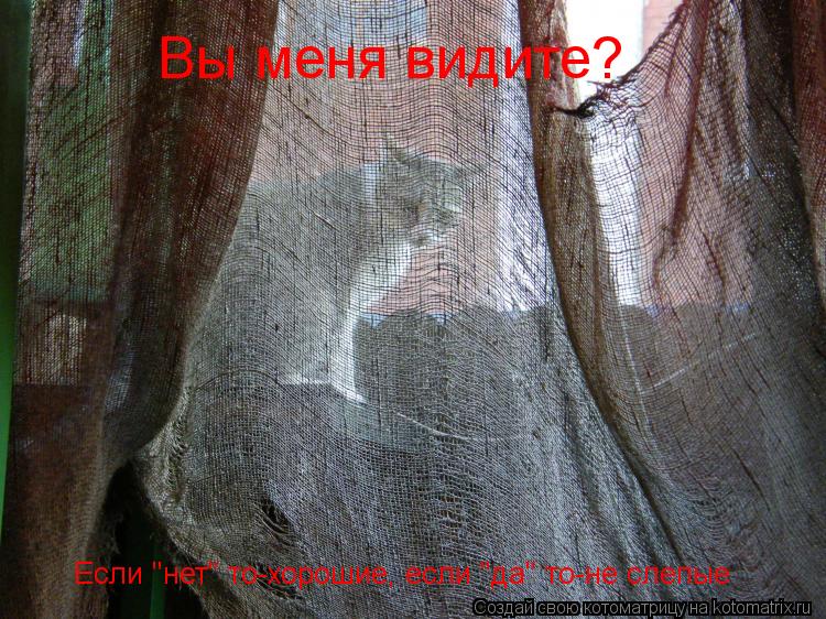 Котоматрица: Вы меня видите? Если "нет" то-хорошие, если "да" то-не слепые