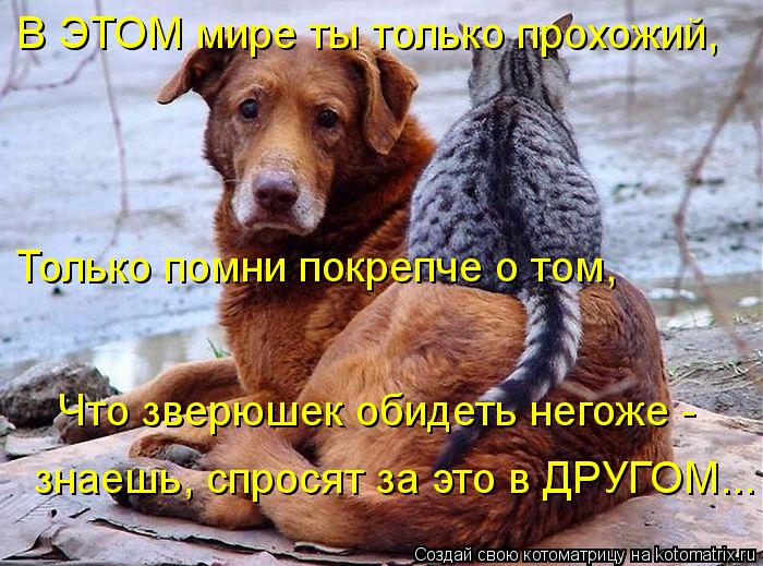 Что зверюшек обидеть негоже - Только помни покрепче о том, В ЭТОМ мире ты только прохожий, знаешь, ... Котоматрица: Что зверюшек обидеть негоже - Только помни покрепче о том, В ЭТОМ мире ты только прохожий, знаешь, спросят за это в ДРУГОМ...