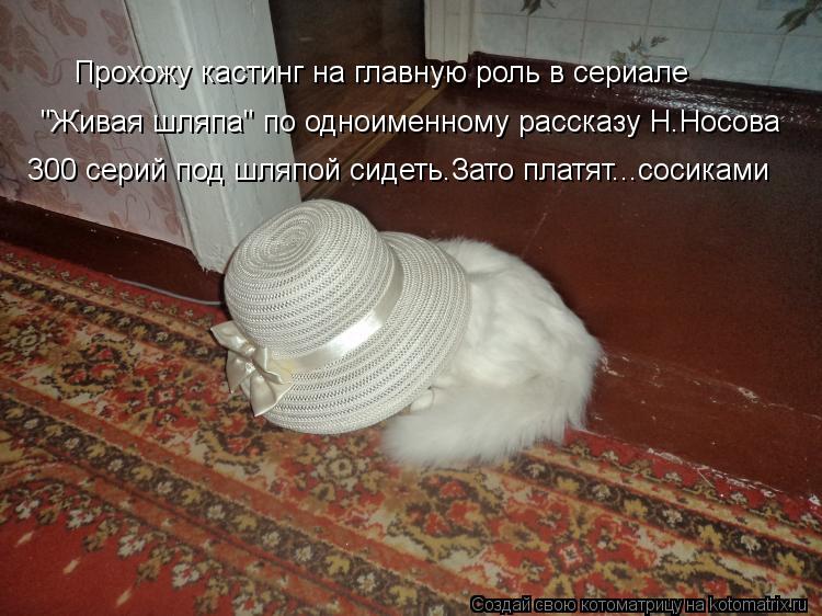 Котоматрица: Прохожу кастинг на главную роль в сериале  "Живая шляпа" по одноименному рассказу Н.Носова 300 серий под шляпой сидеть.Зато платят...сосиками