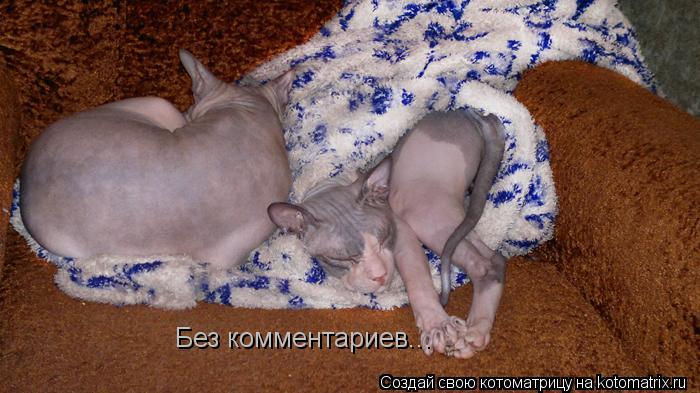 Котоматрица: Без комментариев...