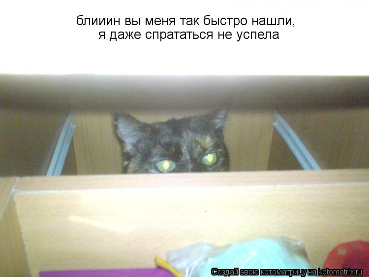 Котоматрица: блииин вы меня так быстро нашли,  я даже спрататься не успела