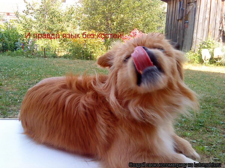 Котоматрица: И правда язык без костей!