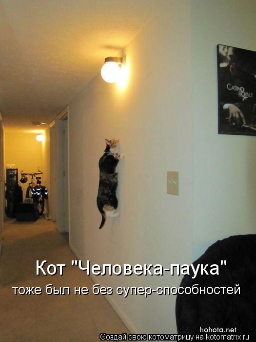Котоматрица: Кот "Человека-паука" тоже был не без супер-способностей