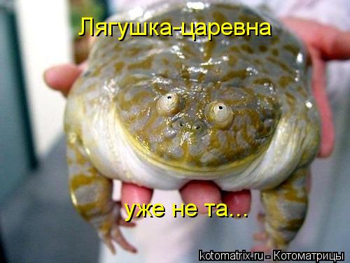 Котоматрица: Лягушка-царевна уже не та...