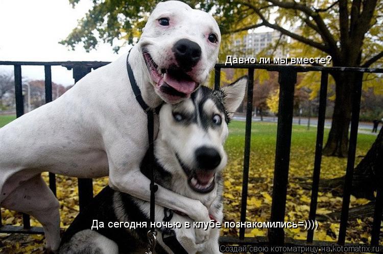 Котоматрица: Давно ли мы вместе?  Да сегодня ночью в клубе познакомились=))))