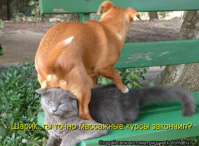 Котоматрица: Шарик, ты точно массажные курсы закончил?