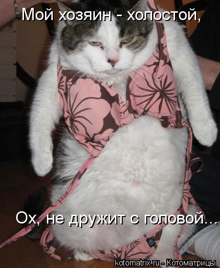 Котоматрица: Мой хозяин - холостой,  Ох, не дружит с головой...