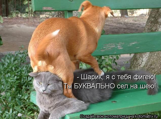 Котоматрица: - Шарик, я с тебя фигею! Ты БУКВАЛЬНО сел на шею!