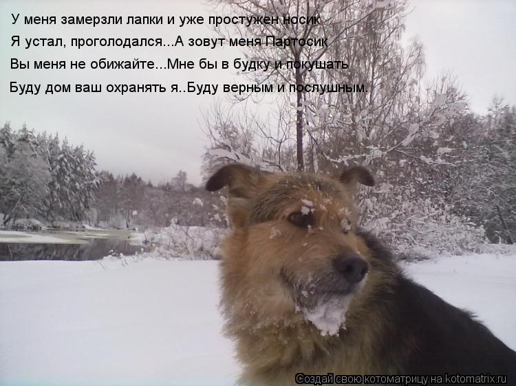 У меня замерзли лапки и уже простужен носик Я устал, проголодался...А зовут меня Партосик Вы меня не ... Котоматрица: У меня замерзли лапки и уже простужен носик Я устал, проголодался...А зовут меня Партосик Вы меня не обижайте...Мне бы в будку и покушать Буду