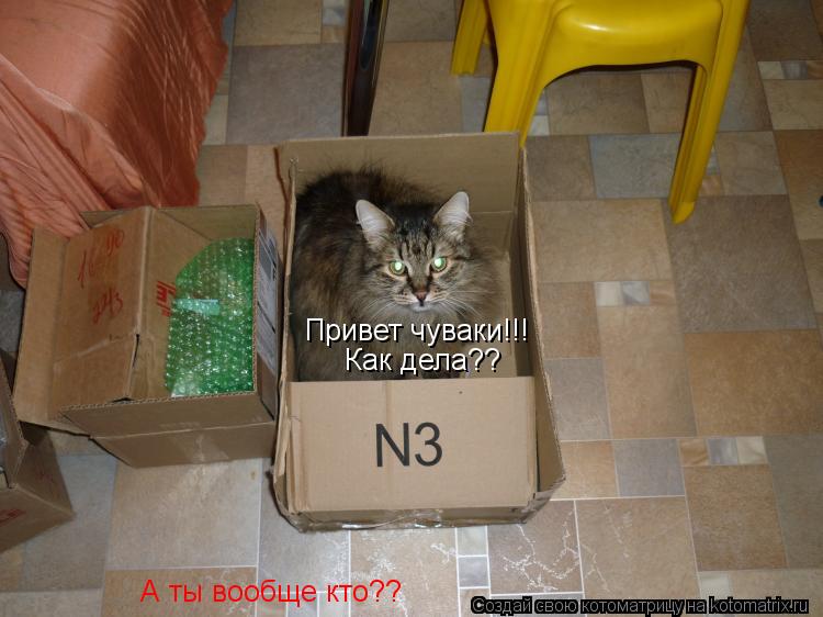 Привет чуваки!!! Как дела?? А ты вообще кто??... Котоматрица: Привет чуваки!!! Как дела?? А ты вообще кто??