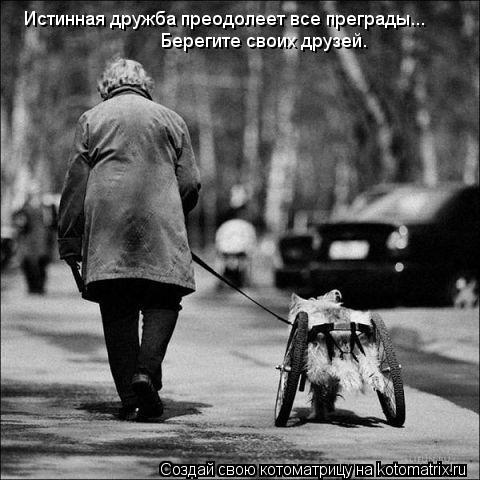 Истинная дружба преодолеет все преграды... Берегите своих друзей.... Котоматрица: Истинная дружба преодолеет все преграды... Берегите своих друзей.