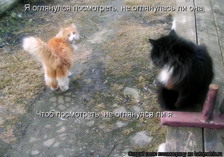 Я оглянулся посмотреть, не оглянулась ли она , Чтоб посмотреть, не оглянулся ли я...... Котоматрица: Я оглянулся посмотреть, не оглянулась ли она , Чтоб посмотреть, не оглянулся ли я...
