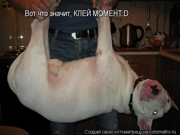 Вот что значит, КЛЕЙ МОМЕНТ:D... Котоматрица: Вот что значит, КЛЕЙ МОМЕНТ:D