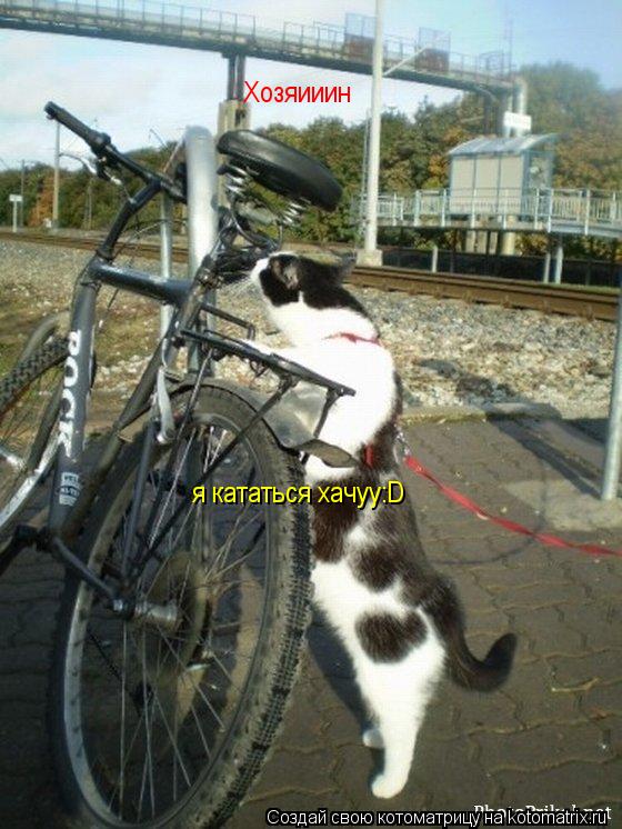 Хозяииин я кататься хачуу:D... Котоматрица: Хозяииин я кататься хачуу:D