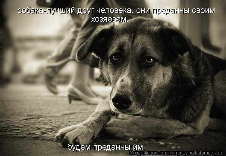собака-лучший друг человека. они преданны своим хозяевам. будем преданны им.... Котоматрица: собака-лучший друг человека. они преданны своим хозяевам. будем преданны им.