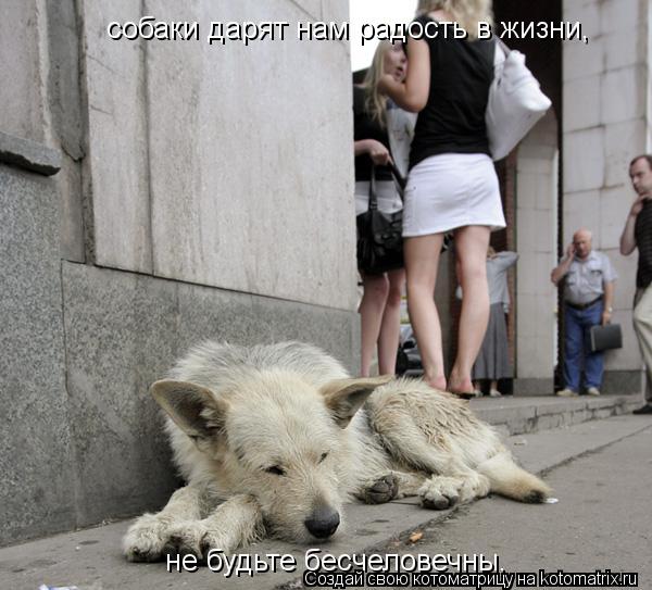 собаки дарят нам радость в жизни, не будьте бесчеловечны.... Котоматрица: собаки дарят нам радость в жизни, не будьте бесчеловечны.